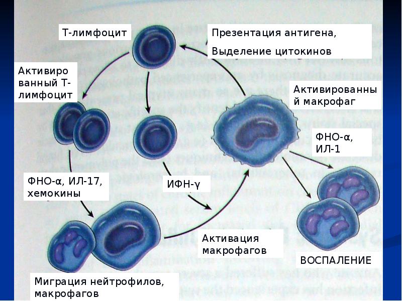 Презентация патология терморегуляции лихорадка