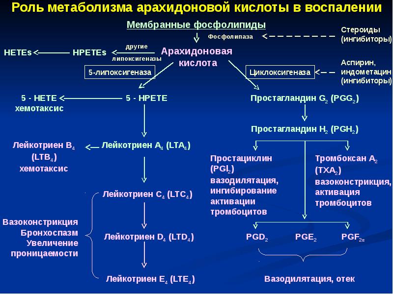 Лихорадка патофизиология презентация