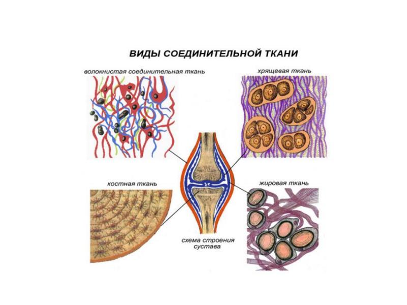 Особенности соединительной ткани. Соединительная ткань схема. Виды соединительной ткани схема. Жировая ткань это разновидность соединительной ткани. Мышечная ткань кровеносных сосудов.