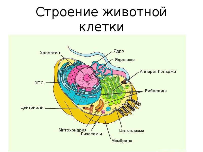 Паспорт проекта строение тела человека