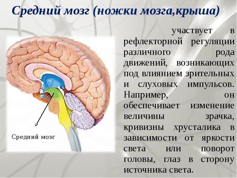 Классы головного мозга. Средний мозг строение и функции. Средний мозг анатомия функции. Функции среднего мозга кратко. Строение и функции среднего мозга.