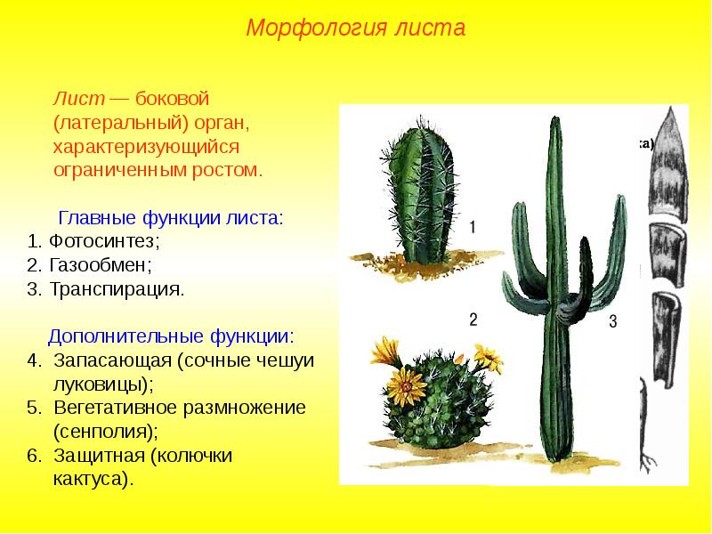 Строение кактуса схема в картинках