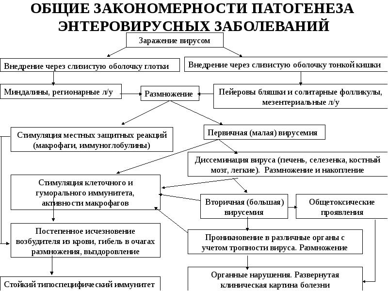 ОБЩИЕ ЗАКОНОМЕРНОСТИ ПАТОГЕНЕЗА ЭНТЕРОВИРУСНЫХ ЗАБОЛЕВАНИЙ