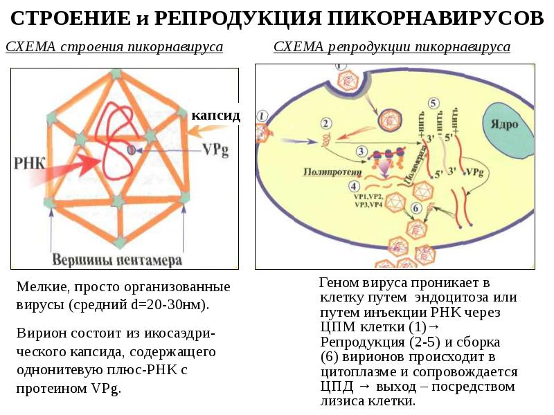 СТРОЕНИЕ и РЕПРОДУКЦИЯ ПИКОРНАВИРУСОВ    Геном вируса проникает в