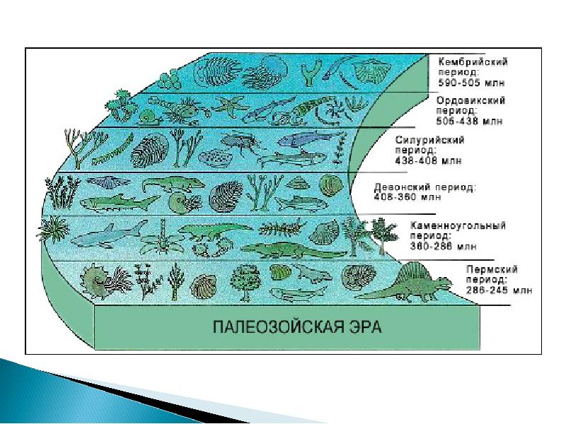 Основные этапы эволюции жизни на земле проект - 89 фото