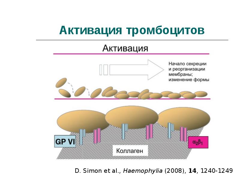 Влияние чая и кофе на активацию тромбоцитов проект