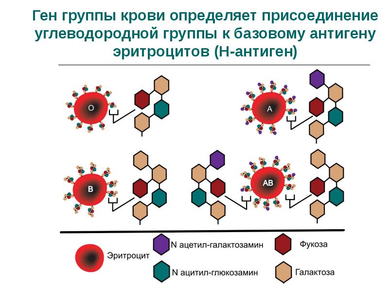 Группа крови аллельные гены. Антигены групп крови. Строение антигена эритроцита. Мембрана эритроцита группы крови. Группы крови антигены эритроцитов.