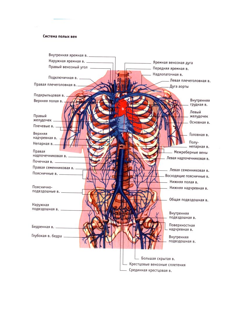 Полых системе. Венозная система человека анатомический атлас. Система верхней полой вены анатомия атлас. Венозная система человека анатомия атлас. Вены схема анатомия.