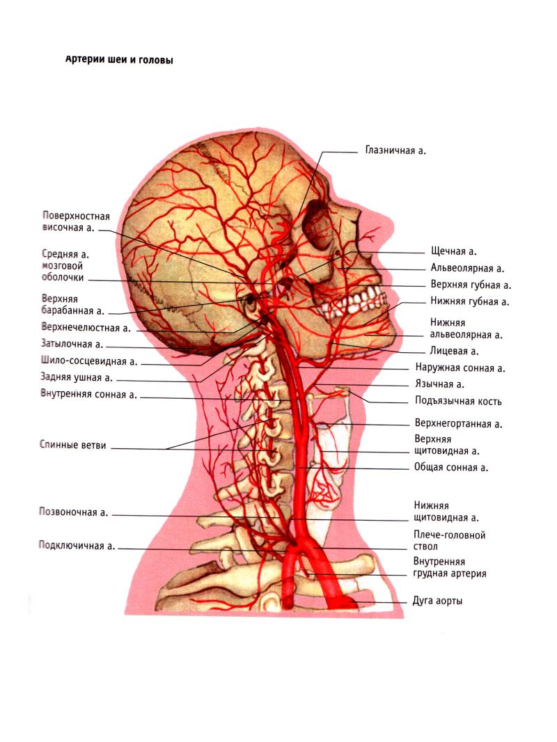Анатомия сосудов головы. Сосуды шеи и головы анатомия артерии. Сосуды головного мозга и шеи анатомия. Строение сосудов шеи сбоку. Кровеносная система головы и шеи схема.