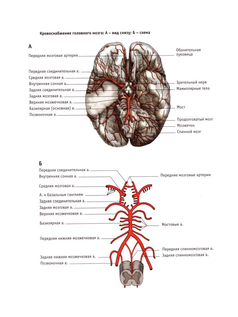 Круг кровообращения головы. Артерии головного мозга схема. Кровоснабжение мозга Виллизиев круг. Составление схем кровоснабжения головы. Мозговые артерии кровоснабжение схема.