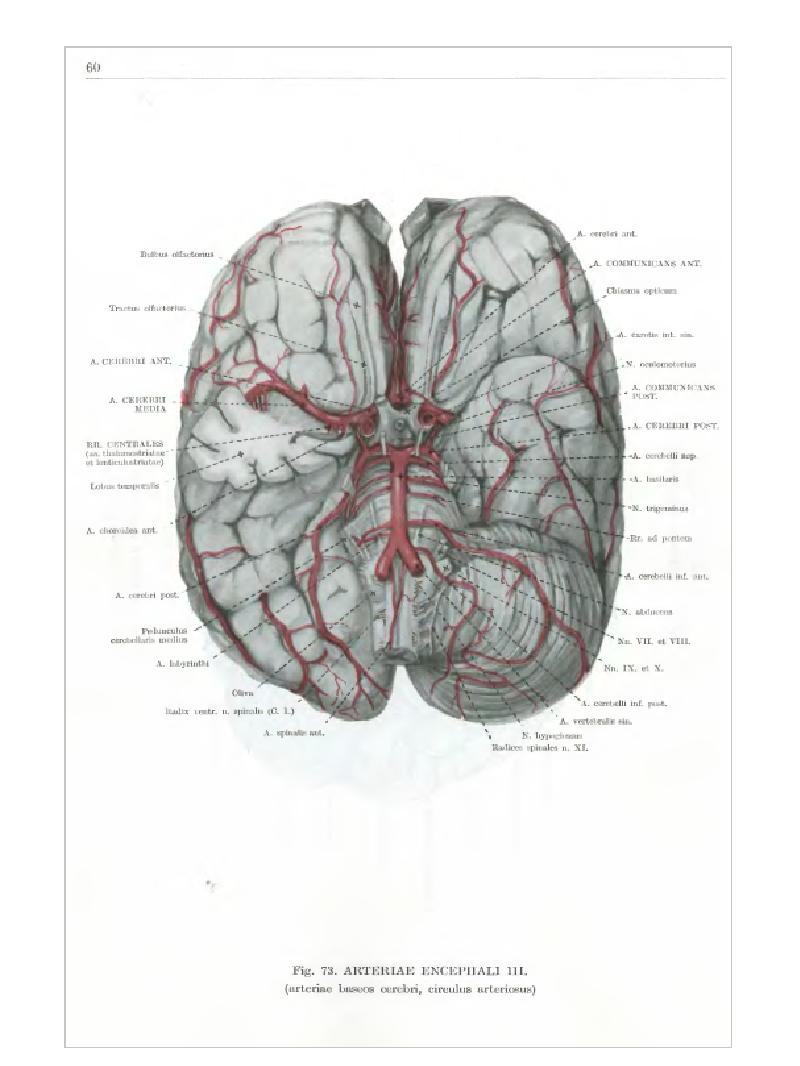 Базилярная артерия головного мозга. Вертебробазилярный бассейн головного мозга анатомия. Базилярная артерия анатомия. Базилярные сосуды мозга.