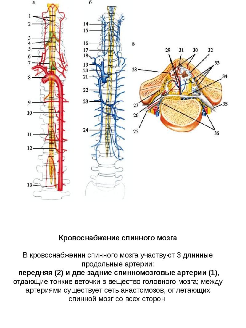 Кровоснабжение спинного мозга схема