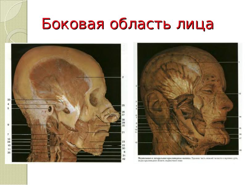 Боковая область лица