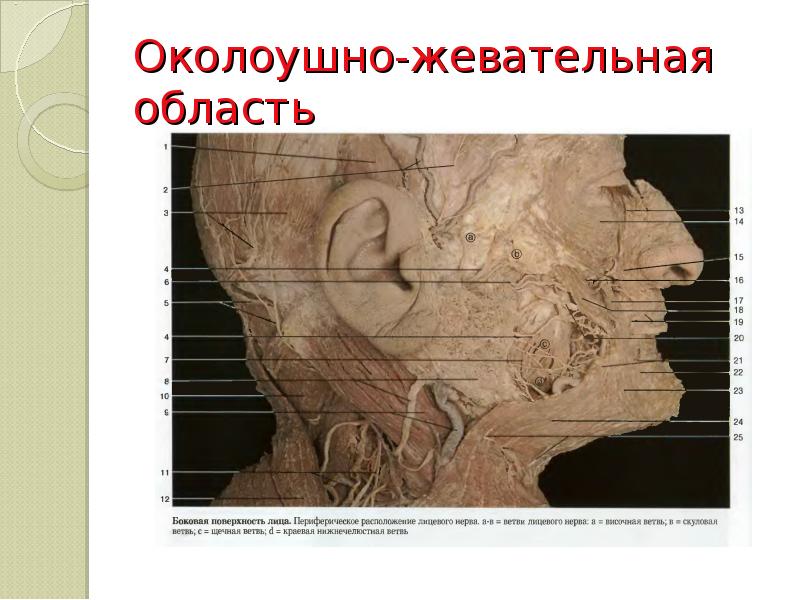 Околоушно-жевательная область