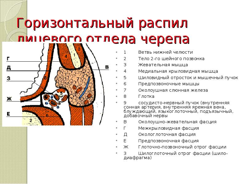 Горизонтальный распил лицевого отдела черепа  1	Ветвь нижней челюсти 2	Тело 2-го