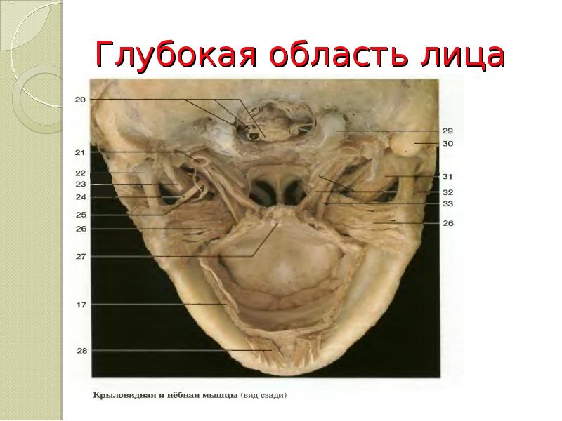 Глубокая область лица