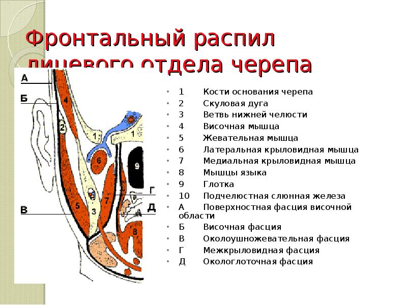 Клетчаточные пространства головы картинка