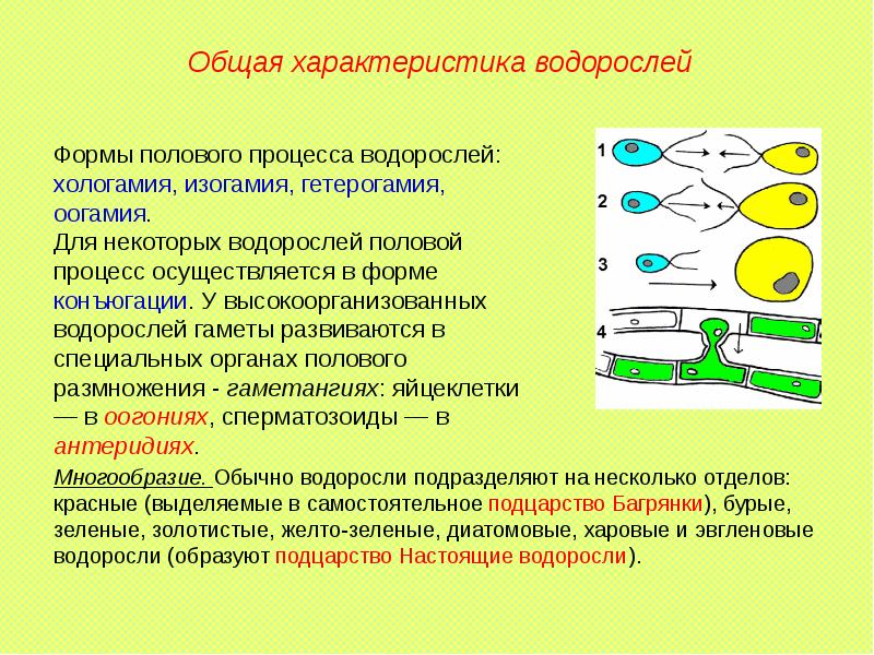 Изогамия