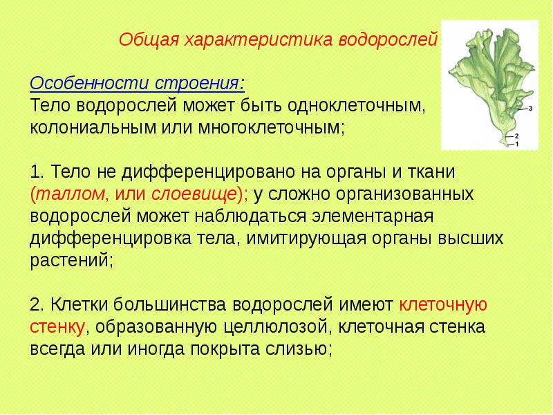 Презентация общая характеристика водорослей 6 класс биология