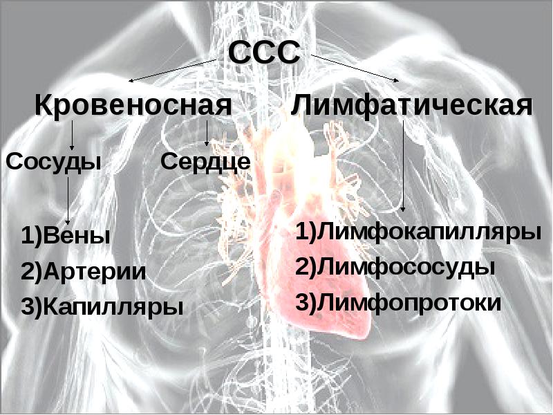 Анатомия и физиология сердечно сосудистой системы презентация