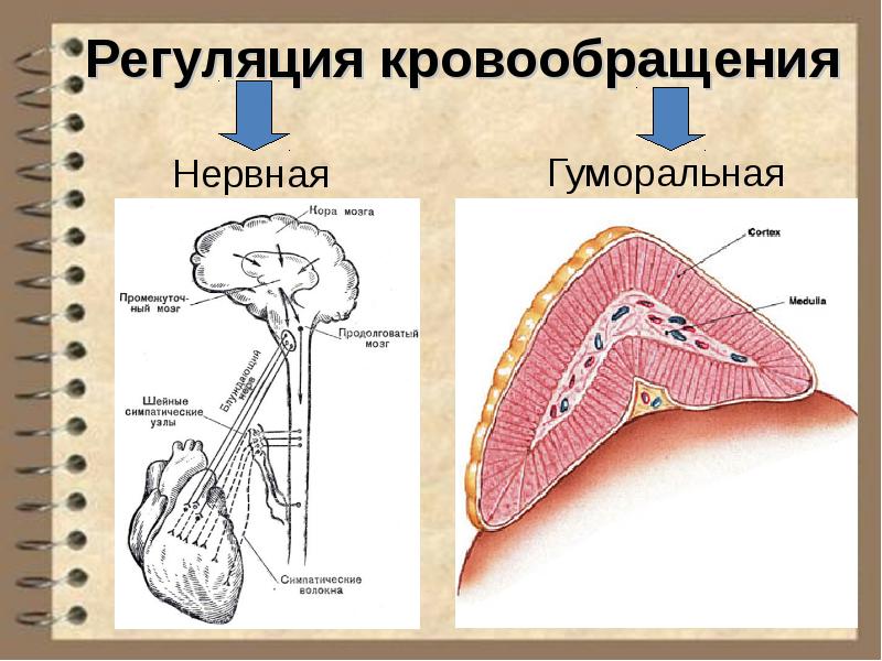 Регуляция мозга