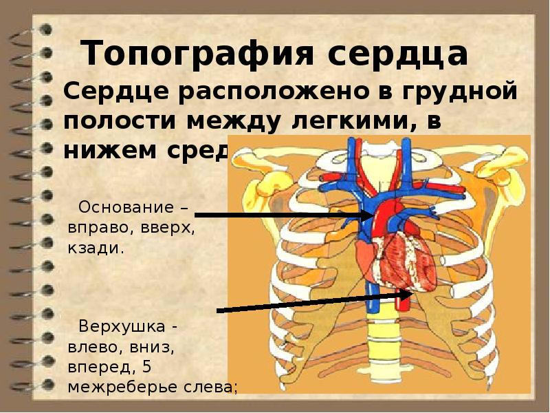 Топография сердца схема