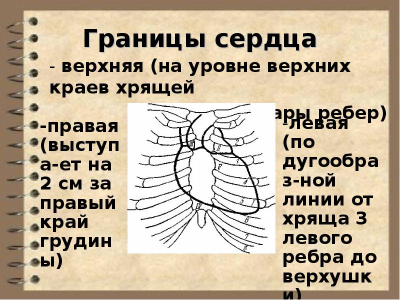 Верхняя граница сердца в норме. Границы сердца. Верхняя и нижняя границы сердца.