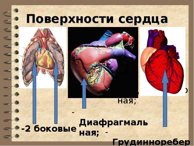 Анатомия и физиология сердечно сосудистой системы презентация