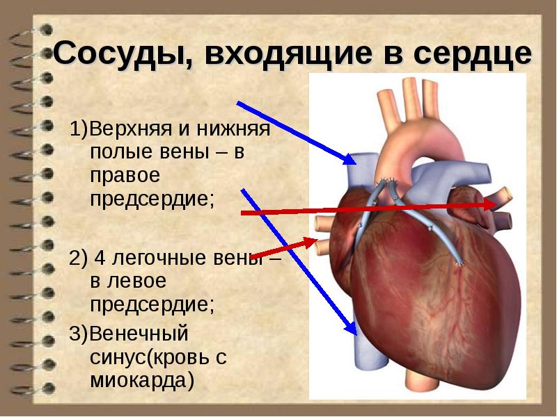 Физиология сердечно сосудистой системы