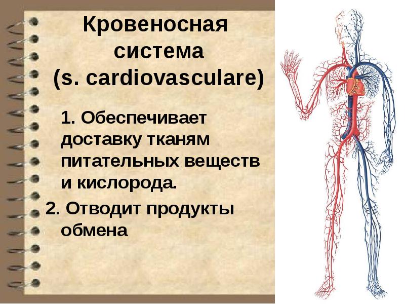 Какие функции выполняет кровеносная система человека