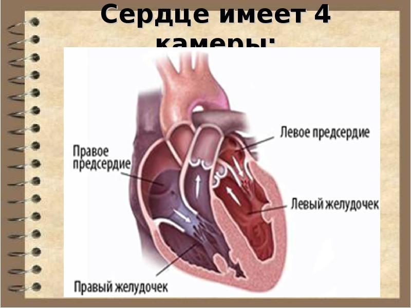 Правый желудочек отделен от правого предсердия. Сердце правое и левое предсердие. Левый и правый желудочек сердца. Предсердия и желудочки сердца. Сердце человека желудочки и предсердия.