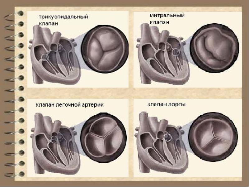 Пластика трикуспидального клапана