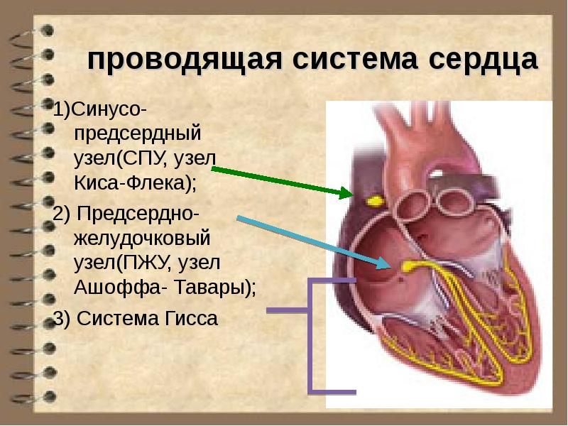 Физиология сердечно сосудистой системы. Узлы проводящей системы сердца. Проводящая система сердца состоит из. Строение проводящей системы сердца человека. Основные узлы проводящей системы сердца.