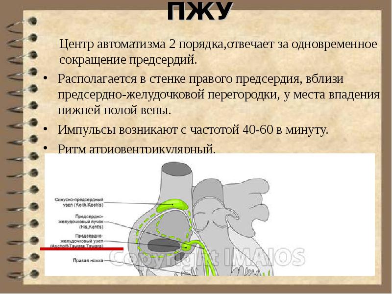 Автоматизм речи. Физиология ССС животных.