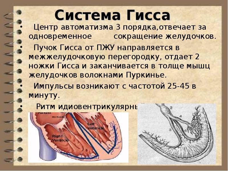 Анатомия и физиология сердечно сосудистой системы презентация