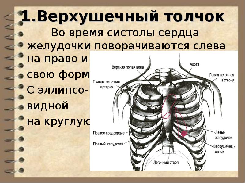 Сердечный толчок. Локализация верхушечного толчка в норме. Верхушечный толчок сердца. Верхушечный толчок в норме. Верхушечный толчок это анатомия.