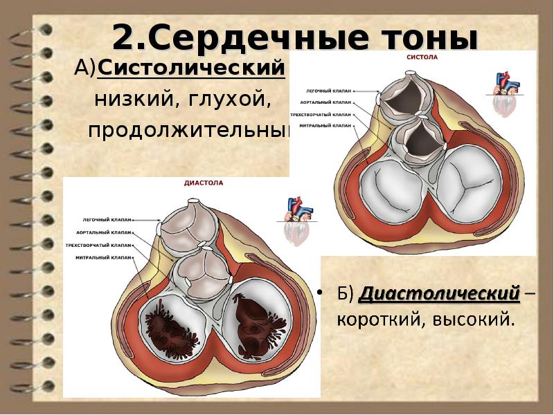 Физиология сердечно сосудистой системы презентация