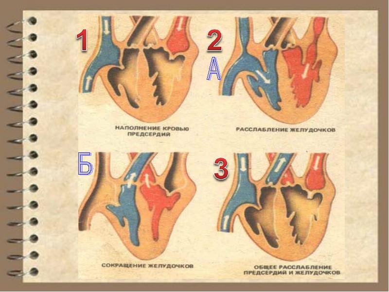 Релаксация желудочков. Фазы сердечного цикла сокращение предсердий. Типы нарушения диастолической функции лж. Систолы желудочков сердечного цикла. Релаксация желудочков.