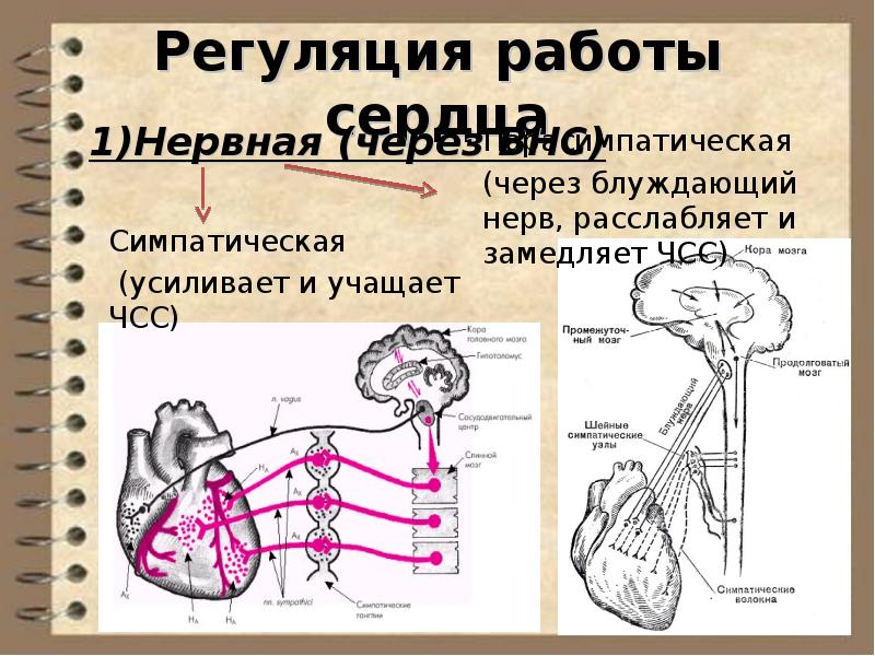 Сердечно сосудистый центр находится в мозге. Нервная регуляция сердечно-сосудистой системы схема. Центры регуляции сердца. Нервная регуляция анатомия. Центр регуляции сердечной деятельности располагается в.