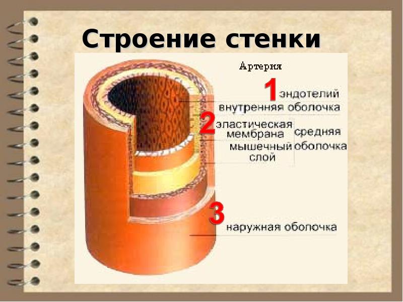 Внутренняя оболочка. Строение оболочки артерии. Строение наружной оболочки артерии. Схема строения стенки артерии. Строение артерии слои.