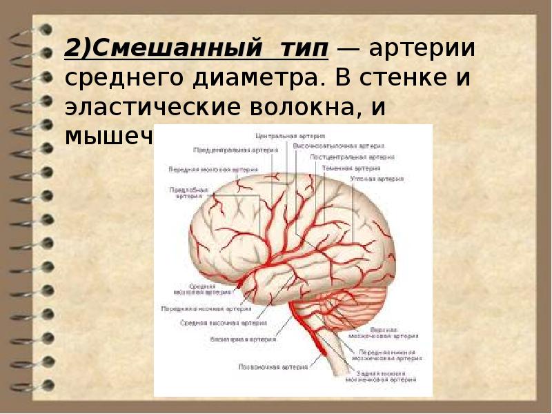 Диаметр артерии. Артерии среднего диаметра. Артерии по диаметру. Изменение диаметра артерий.