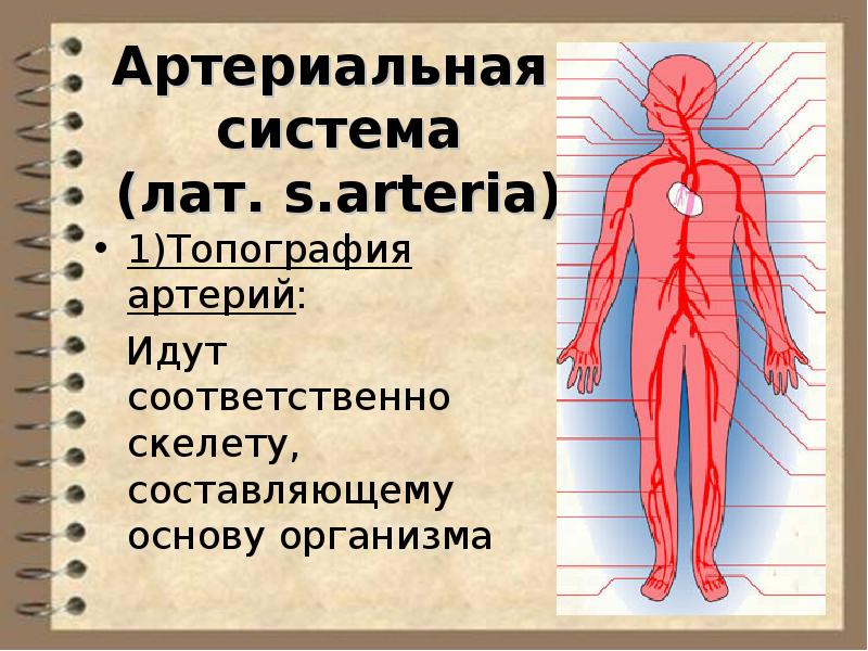 Физиология сердечно сосудистой системы презентация