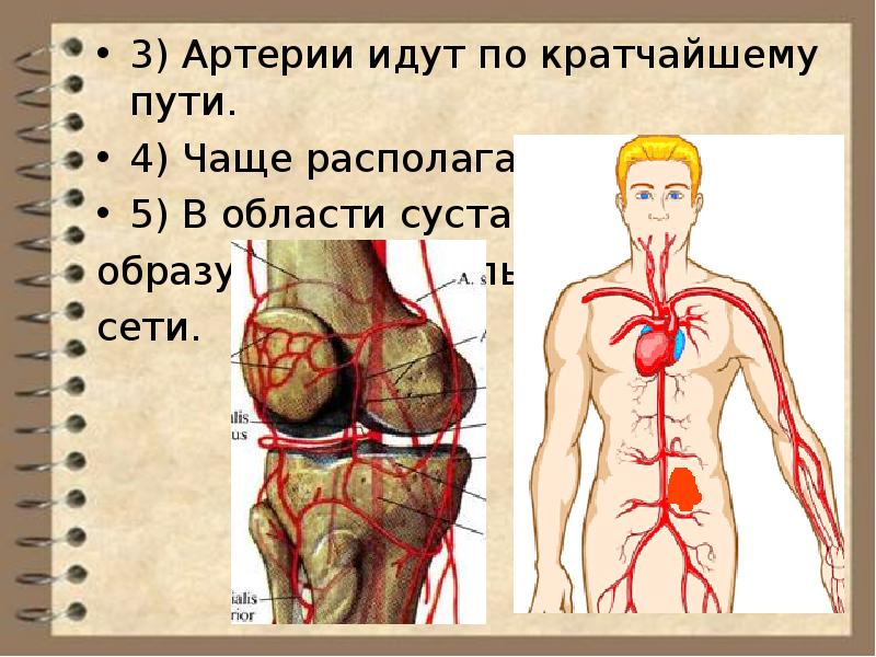 Физиология сердечно сосудистой системы презентация