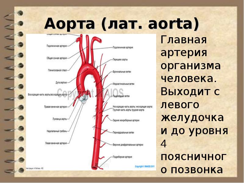 Анатомия и физиология сердечно сосудистой системы презентация