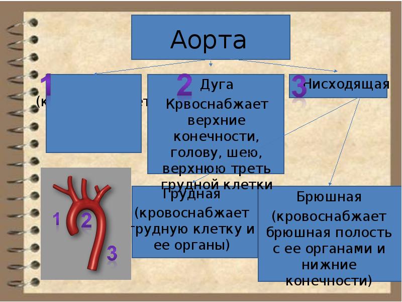 Ствол дуги аорты