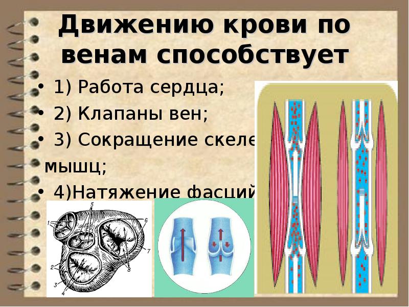 Движение способствует. Факторы движения крови по венам. Вены направление движения крови. Факторы способствующие движению крови по венам. Факторы определяющие движение крови по венам.