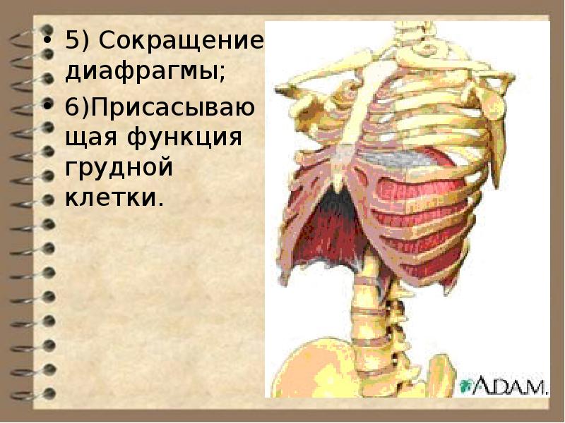 Сокращение диафрагмы. Присасывающая функция грудной клетки.