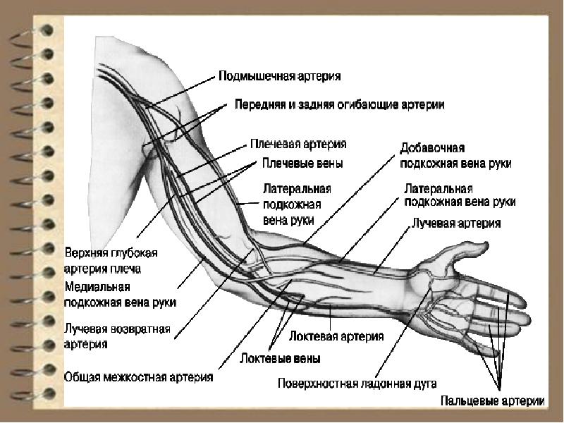 Лимфоузлы кисти. Вены верхних конечностей УЗИ анатомия. УЗИ анатомия артерий верхних конечностей. Анатомия артерий верхних конечностей схема для УЗИ. Анатомия вен верхних конечностей схема для УЗИ.