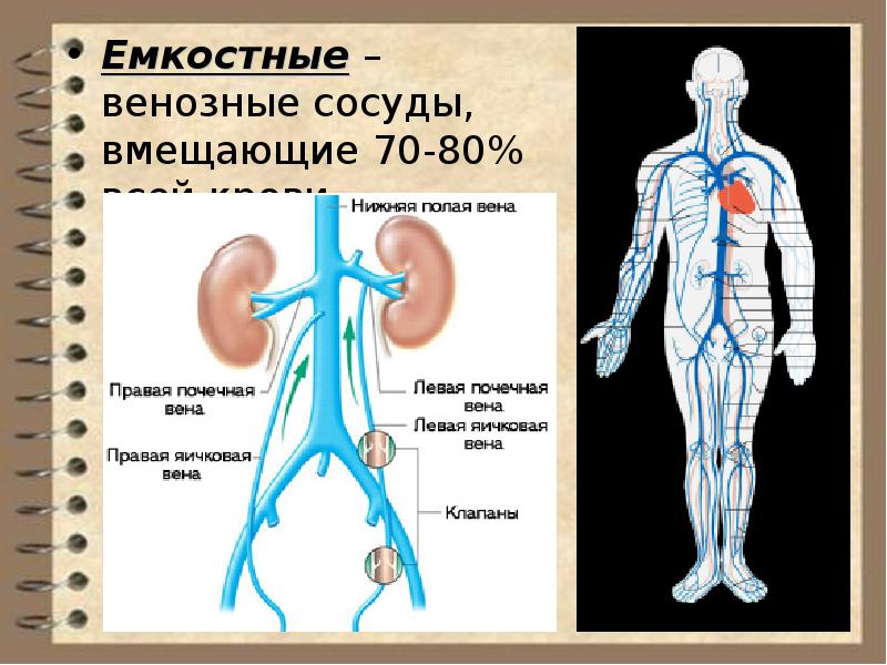 Сердечно сосудистая система презентация. Емкостные сосуды. Емкостные сосуды физиология. Вены это емкостные сосуды. Емкостные кровеносные сосуды.