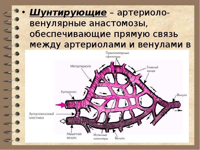 Артериоло венулярные шунты